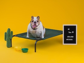 CPETBEDM - Lit surélevé - moyens chiens