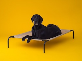 CPETBEDXL|
lit surélevé pour chien - lit pour chien