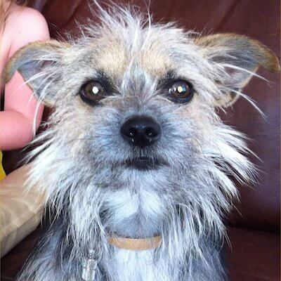 Marmite, notre chien et meilleur ami pendant 16 ans
