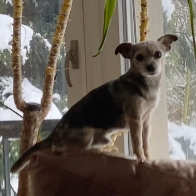 Marmite, notre chien et meilleur ami pendant 16 ans
