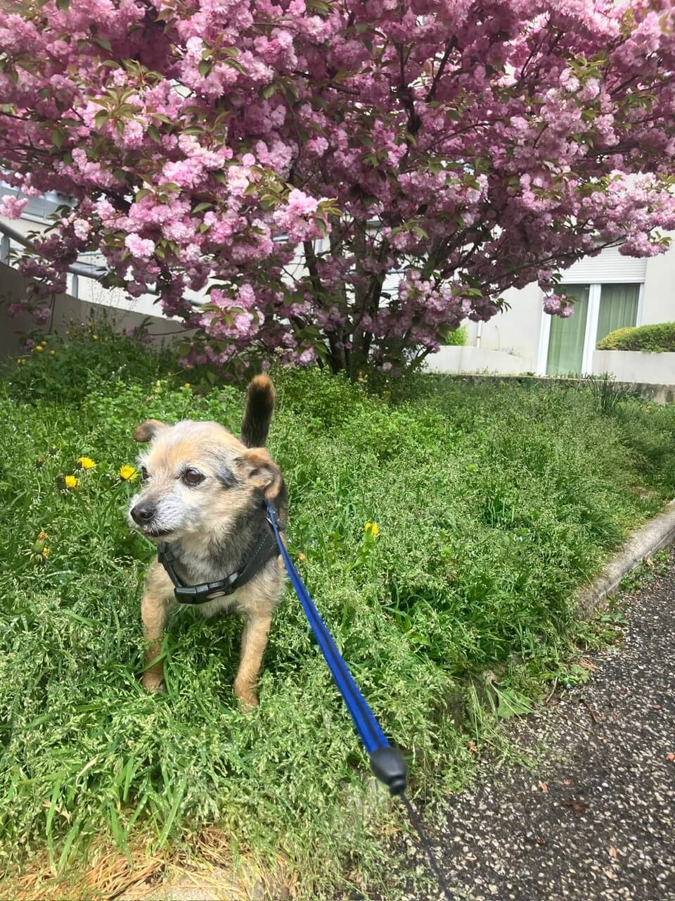 Marmite lors d'une de ses promenades